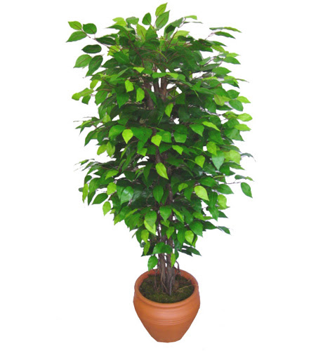 Ficus Benjamin 1,50 cm   Gaziantep anneler gn iek yolla 