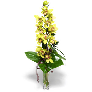  Gaziantep nternetten iek siparii  cam vazo ierisinde tek dal canli orkide