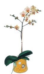  Gaziantep online iek gnderme sipari  Phalaenopsis Orkide ithal kalite