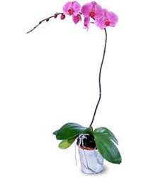  Gaziantep cicekciler , cicek siparisi  Orkide ithal kaliteli orkide 