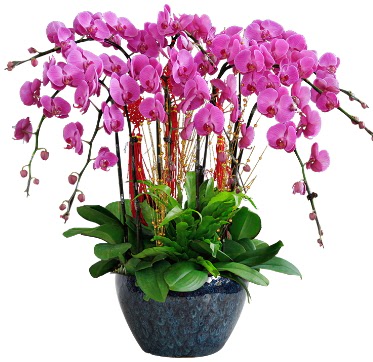 9 dall mor orkide  Gaziantep 14 ubat sevgililer gn iek 