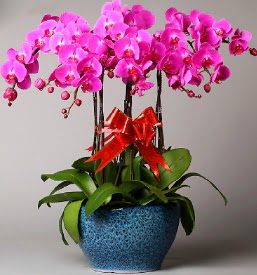 7 dall mor orkide  Gaziantep iek online iek siparii 