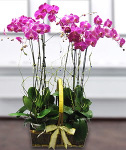 4 dall mor orkide  Gaziantep gvenli kaliteli hzl iek 