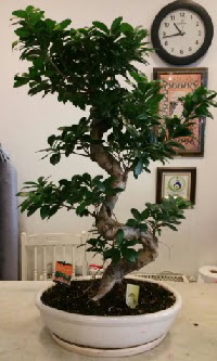 100 cm yksekliinde dev bonsai japon aac  Gaziantep nternetten iek siparii 