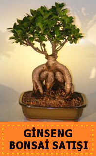 Ginseng bonsai sat japon aac  Gaziantep cicek , cicekci 