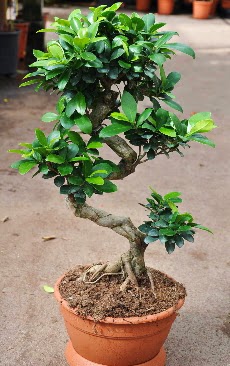 Orta boy bonsai saks bitkisi  Gaziantep internetten iek siparii 