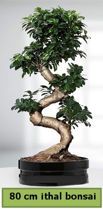 80 cm zel saksda bonsai bitkisi  Gaziantep ieki telefonlar 