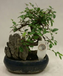 thal 1.ci kalite bonsai japon aac  Gaziantep iek sat 