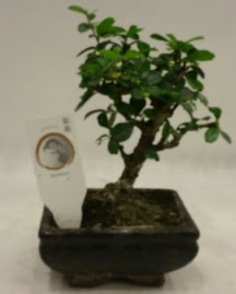 Kk minyatr bonsai japon aac  Gaziantep iek gnderme 