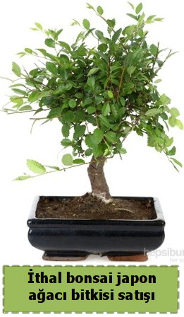 thal bonsai saks iei Japon aac sat  Gaziantep nternetten iek siparii 