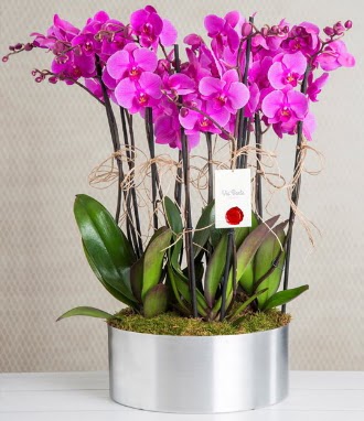 11 dall mor orkide metal vazoda  Gaziantep iek gnderme sitemiz gvenlidir 