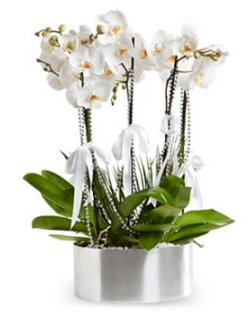 Be dall metal saksda beyaz orkide  Gaziantep iek yolla 