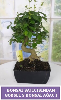 S dal erilii bonsai japon aac  Gaziantep iek sat 