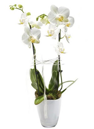 2 dall beyaz seramik beyaz orkide sakss  Gaziantep iek gnderme sitemiz gvenlidir 
