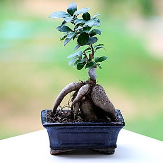 Marvellous Ficus Microcarpa ginseng bonsai  Gaziantep iek siparii vermek 