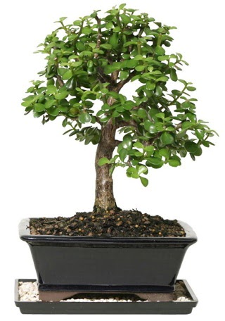 15 cm civar Zerkova bonsai bitkisi  Gaziantep iek siparii sitesi 