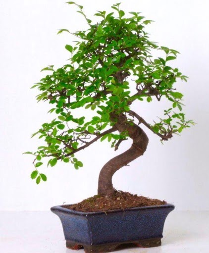 S gvdeli bonsai minyatr aa japon aac  Gaziantep iek gnderme sitemiz gvenlidir 