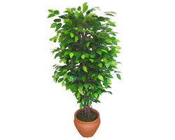 Ficus Benjamin 1,50 cm   Gaziantep anneler gn iek yolla 
