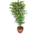 Ficus zel Starlight 1,75 cm   Gaziantep cicek , cicekci 