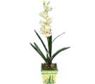 zel Yapay Orkide Beyaz   Gaziantep online ieki , iek siparii 