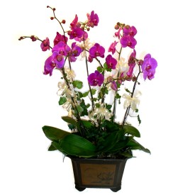  Gaziantep cicek , cicekci  4 adet orkide iegi