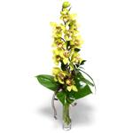  Gaziantep nternetten iek siparii  cam vazo ierisinde tek dal canli orkide