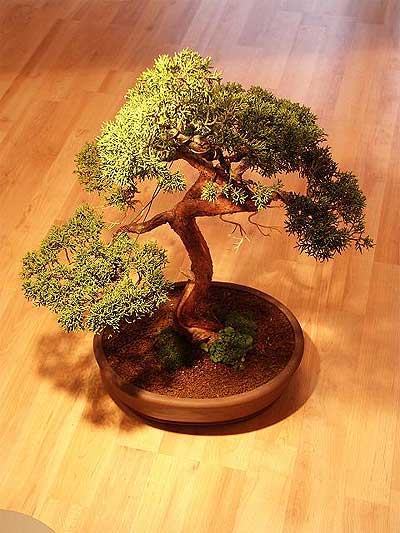 ithal bonsai saksi iegi  Gaziantep iek maazas , ieki adresleri 