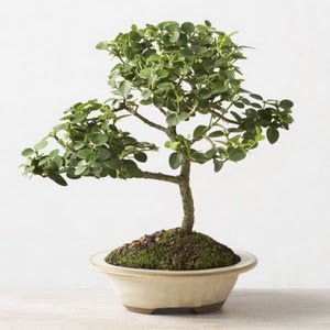 ithal bonsai saksi iegi  Gaziantep iek online iek siparii 