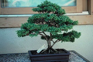 ithal bonsai saksi iegi  Gaziantep 14 ubat sevgililer gn iek 