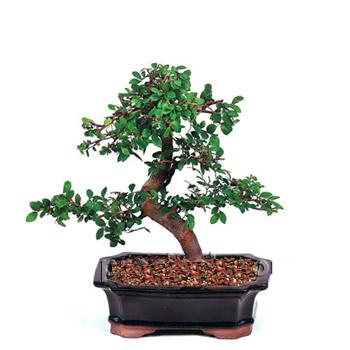 ithal bonsai saksi iegi  Gaziantep iek siparii vermek 