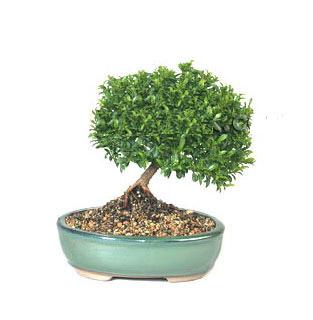 ithal bonsai saksi iegi  Gaziantep cicekciler , cicek siparisi 