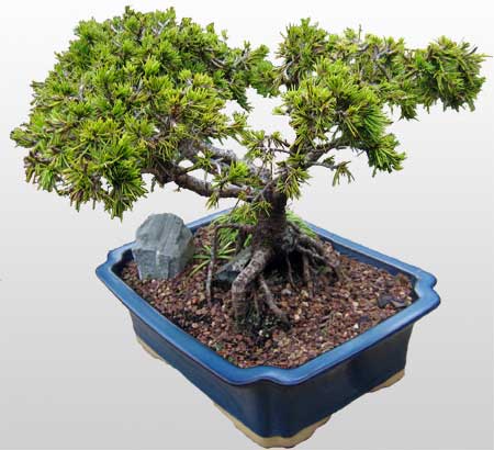 ithal bonsai saksi iegi  Gaziantep ieki maazas 