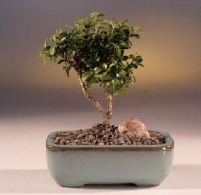  Gaziantep iek yolla  ithal bonsai saksi iegi  Gaziantep internetten iek sat 