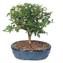  Gaziantep ieki maazas  ithal bonsai saksi iegi  Gaziantep online ieki , iek siparii 