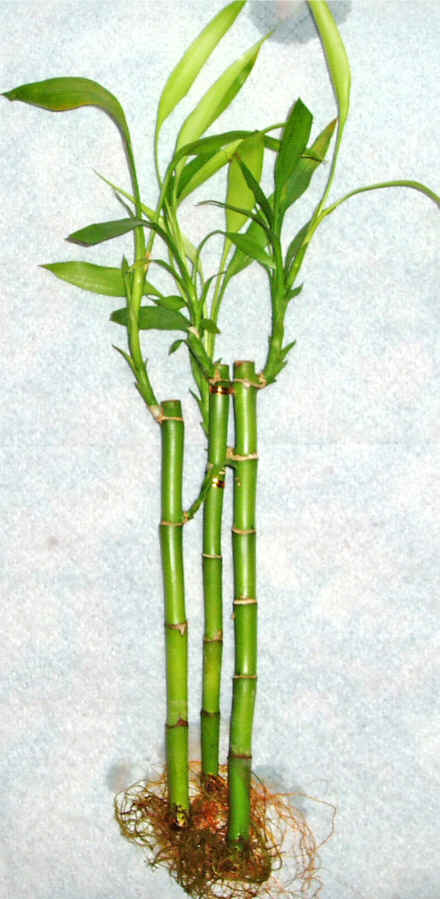 Lucky Bamboo 3 adet vazo hediye edilir   Gaziantep cicek , cicekci 