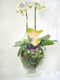  Gaziantep iek sat  Cam yada mika vazoda zel orkideler