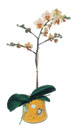  Gaziantep online iek gnderme sipari  Phalaenopsis Orkide ithal kalite