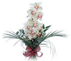  Gaziantep iek siparii sitesi  Dal orkide ithal iyi kalite