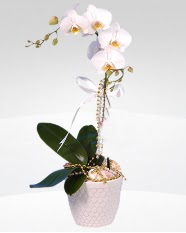 1 dall orkide saks iei  Gaziantep online ieki , iek siparii 