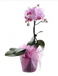 1 dal pembe orkide saks iei  Gaziantep kaliteli taze ve ucuz iekler 