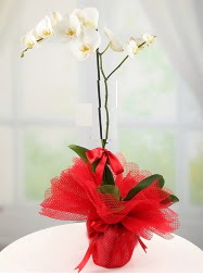 1 dal beyaz orkide saks iei  Gaziantep yurtii ve yurtd iek siparii 