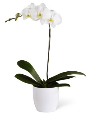 1 dall beyaz orkide  Gaziantep 14 ubat sevgililer gn iek 