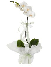 1 dal beyaz orkide iei  Gaziantep iek siparii vermek 
