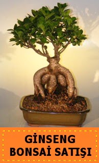 Ginseng bonsai sat japon aac  Gaziantep cicek , cicekci 