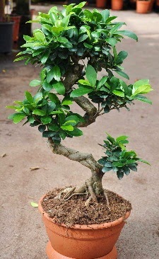 Orta boy bonsai saks bitkisi  Gaziantep internetten iek siparii 