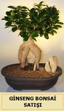 thal Ginseng bonsai sat japon aac  Gaziantep iek siparii sitesi 