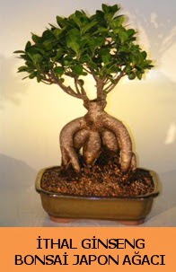 thal japon aac ginseng bonsai sat  Gaziantep nternetten iek siparii 