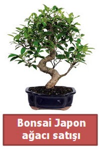 Japon aac bonsai sat  Gaziantep iek siparii sitesi 
