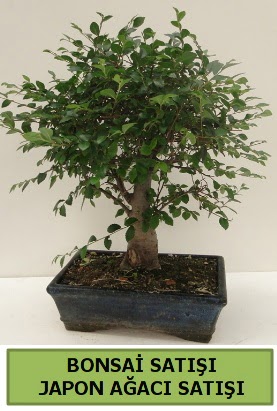 Minyatr bonsai japon aac sat  Gaziantep iek gnderme sitemiz gvenlidir 