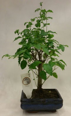 Minyatr bonsai japon aac sat  Gaziantep ieki telefonlar 